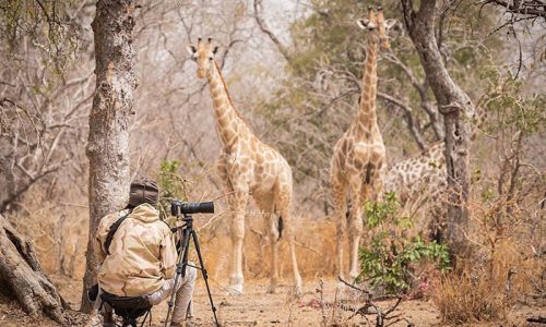 Wildlife Photojournalism – Preparatory Theory