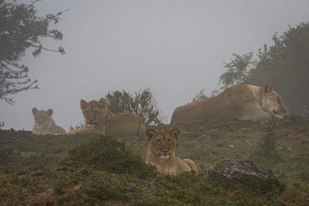 Misty lion pride photo